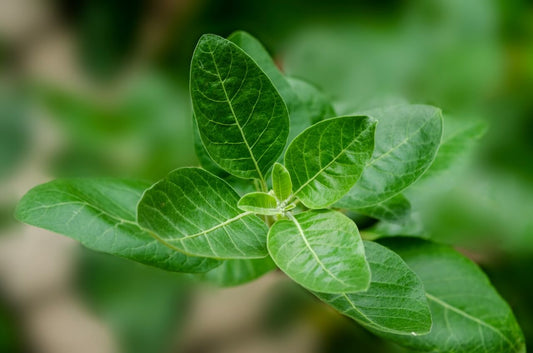 Ashwagandha - Et velstudert adaptogen