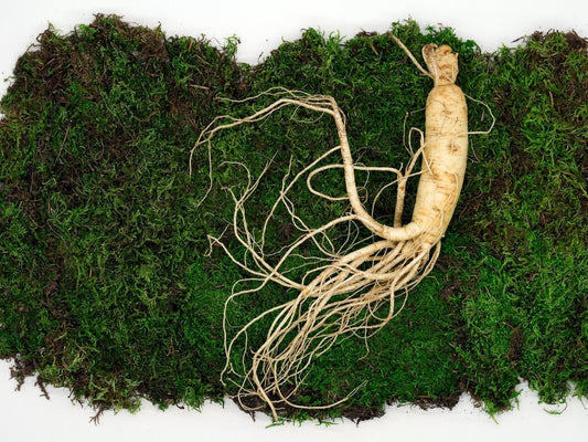 Panax Ginseng - Tradisjonell bruk mot utmattelse